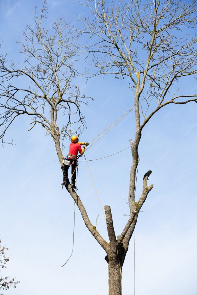Tree Removal Sydney