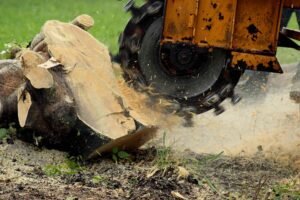 Tree Removal Sydney photo 2