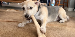 Ugly Chews photo 4