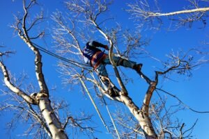 Tree Removal Sydney photo 3