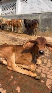 Gokuldham Mahatirth Cow Donation for Food, Shelter & Care photo 2