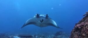 BALI FUN DIVING photo 2