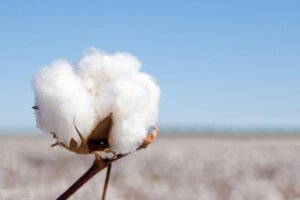 MOIRAI COTTON PULP PRIVATE LIMITED photo 2