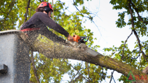 J Medina’s Tree Service, Inc. photo 2
