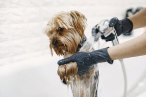 Dog Grooming Services in Colorado Springs photo 2